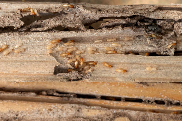 Bird Control in Cross Plains, WI